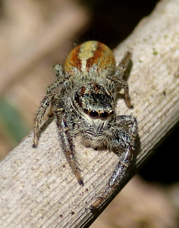 Salticidae:  Marpissa pomatia  - Lughignano (TV)